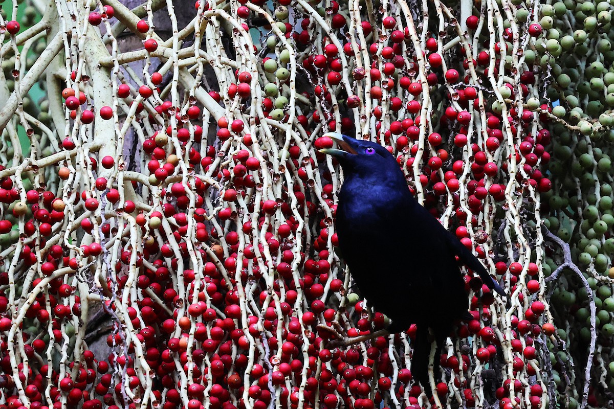 Satin Bowerbird - ML647662437