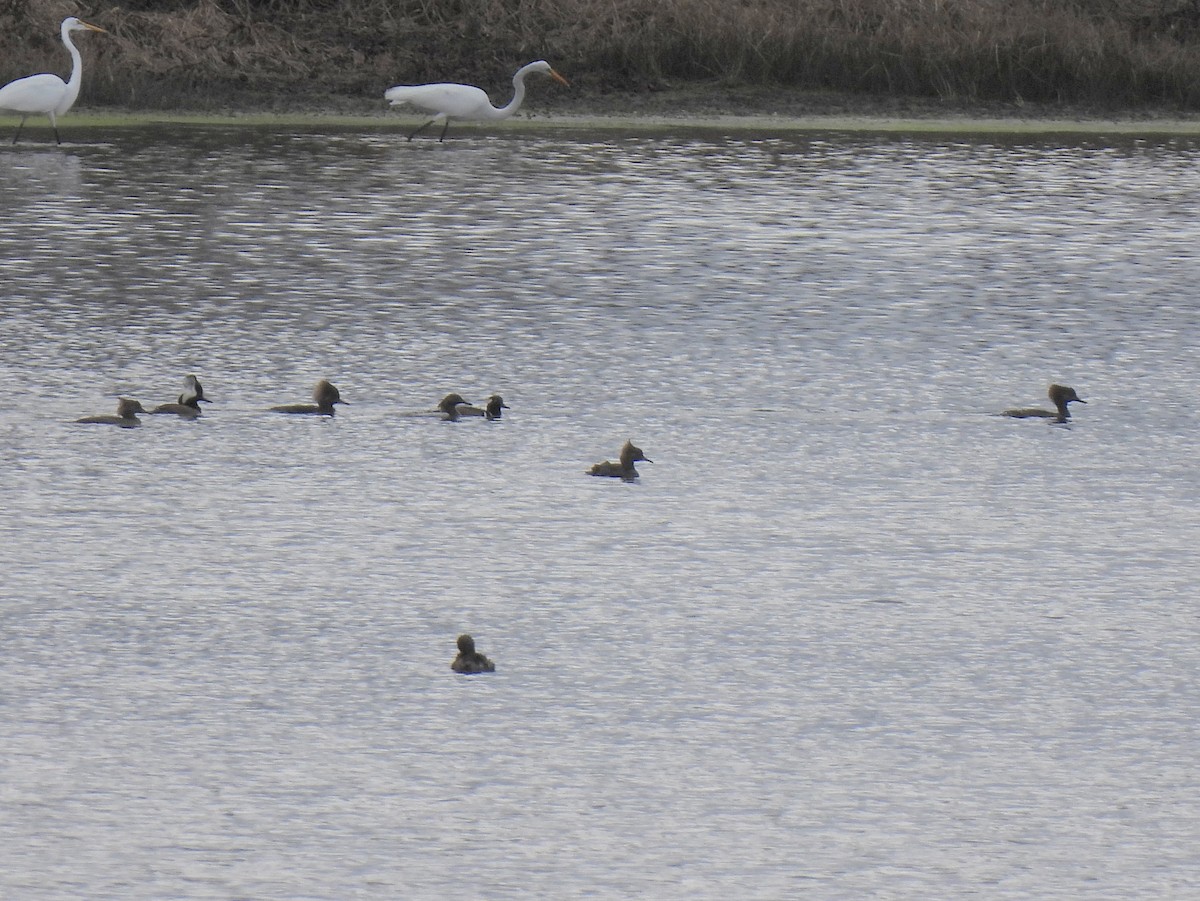 מרגון מקושט - ML647662438
