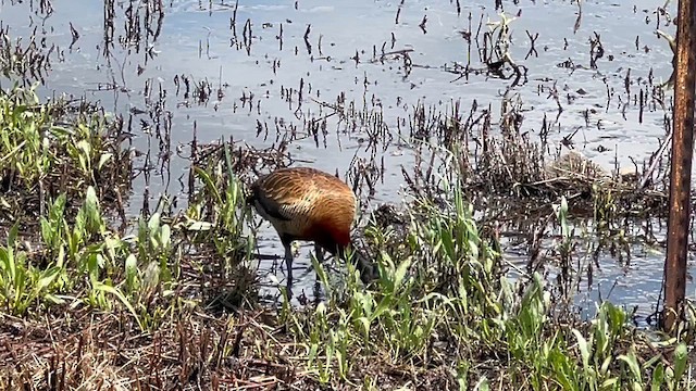 Свистач білоголовий - ML647662439