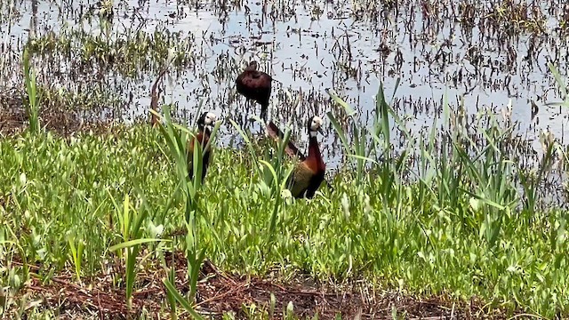 Свистач білоголовий - ML647662440