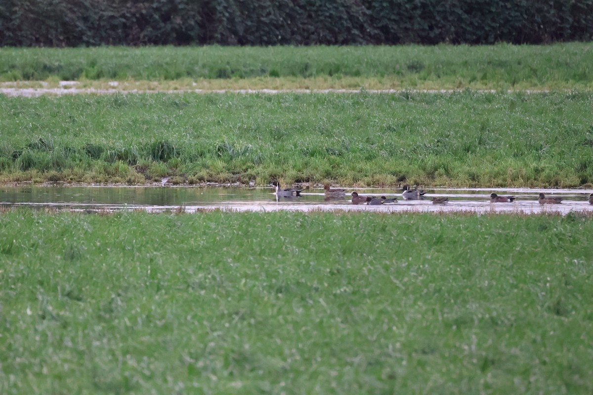 ברווז חד-זנב - ML647662443