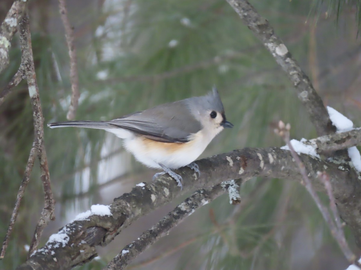 Tufted Titmouse - ML647662446