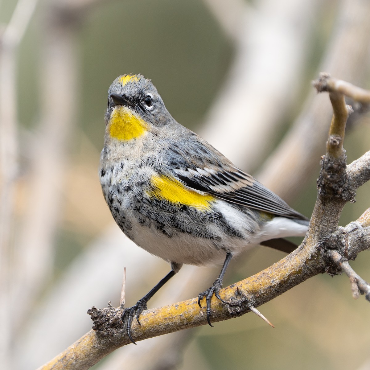 סבכון הכתר - ML647662447