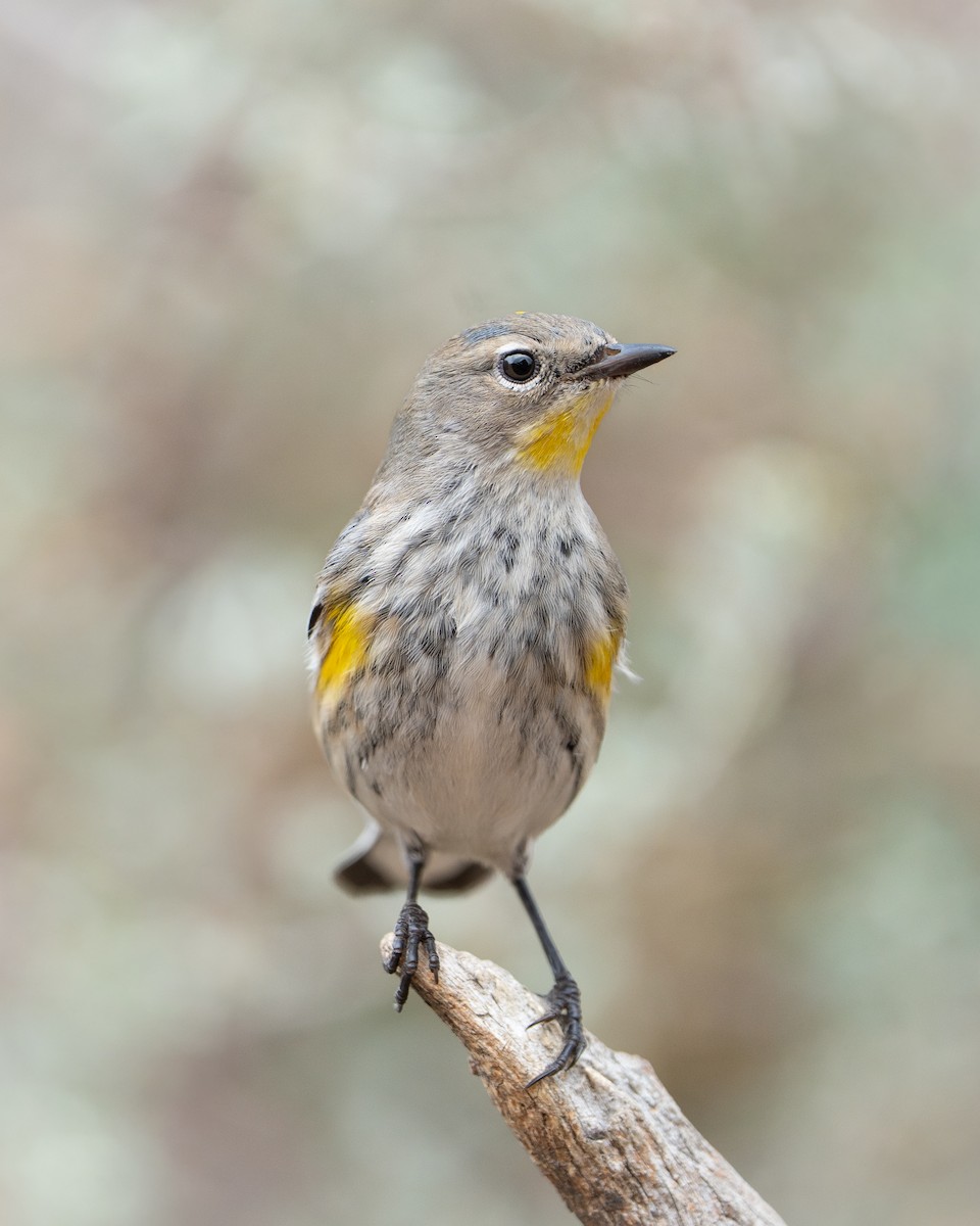 סבכון הכתר - ML647662448