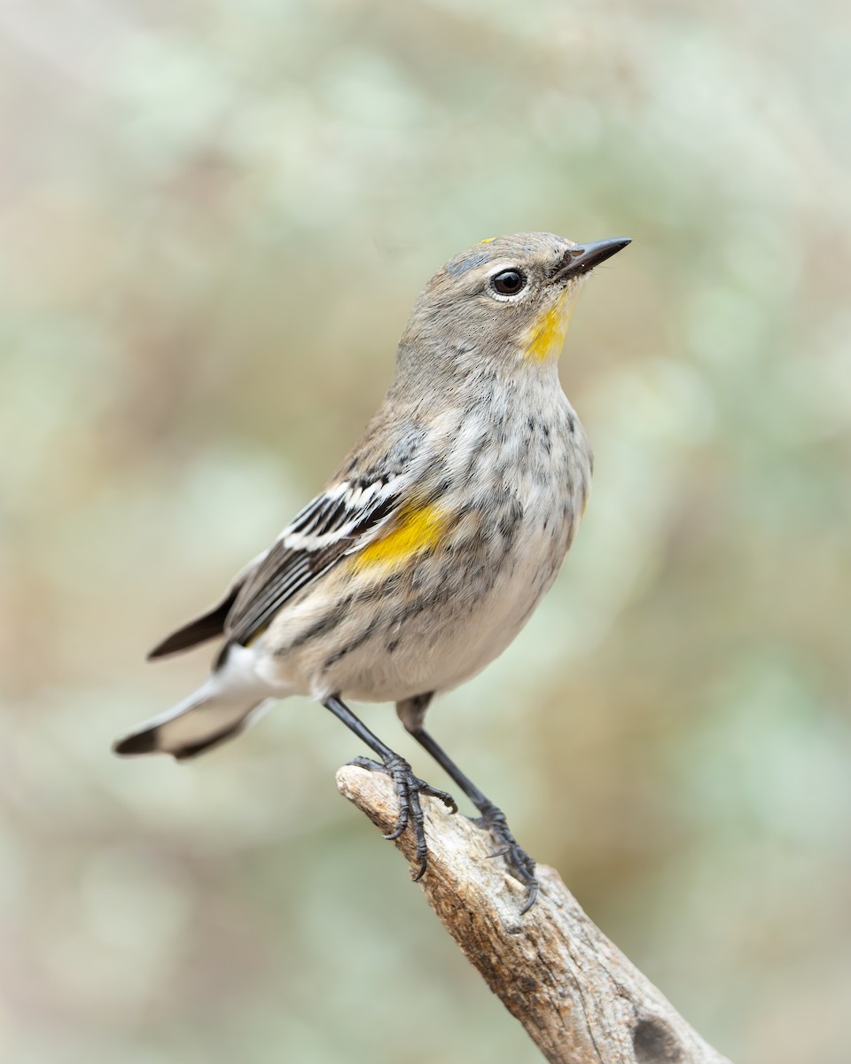 סבכון הכתר - ML647662449