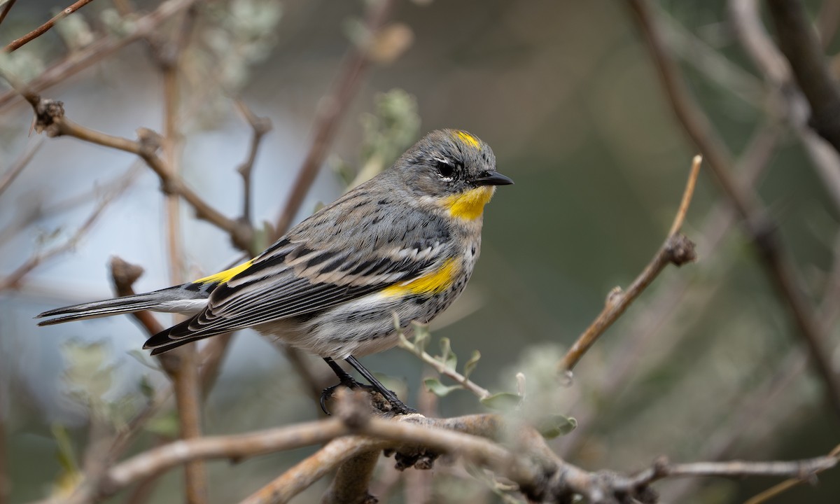 סבכון הכתר - ML647662450