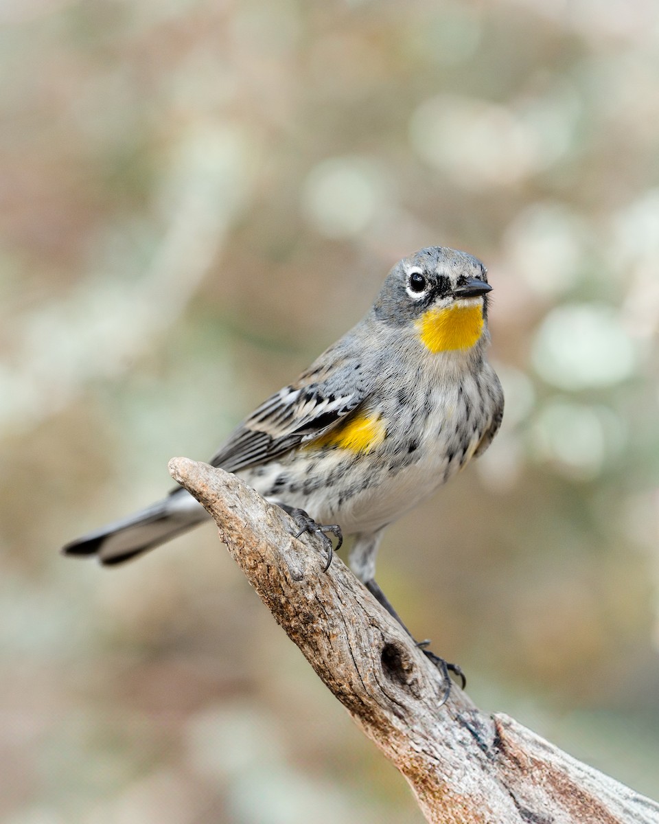 סבכון הכתר - ML647662451