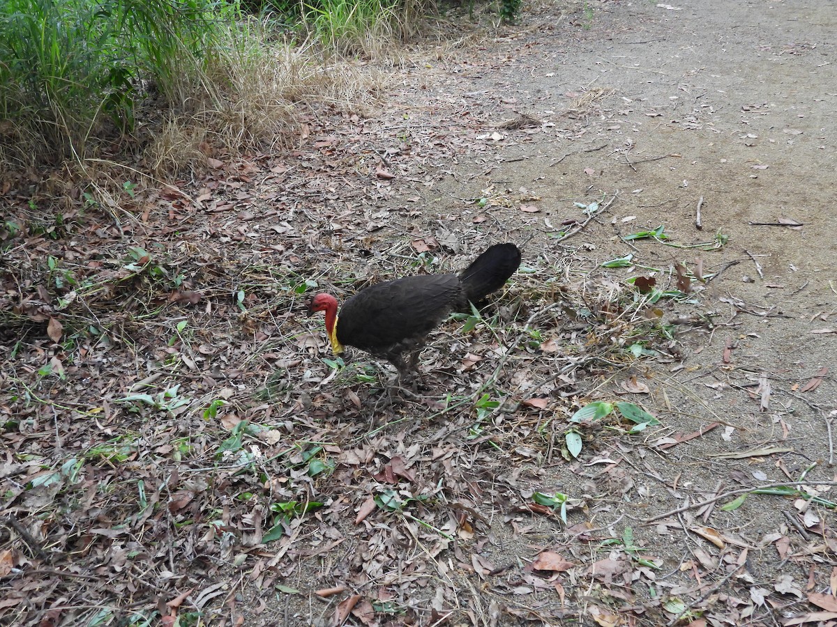 Australian Brushturkey - ML647662452