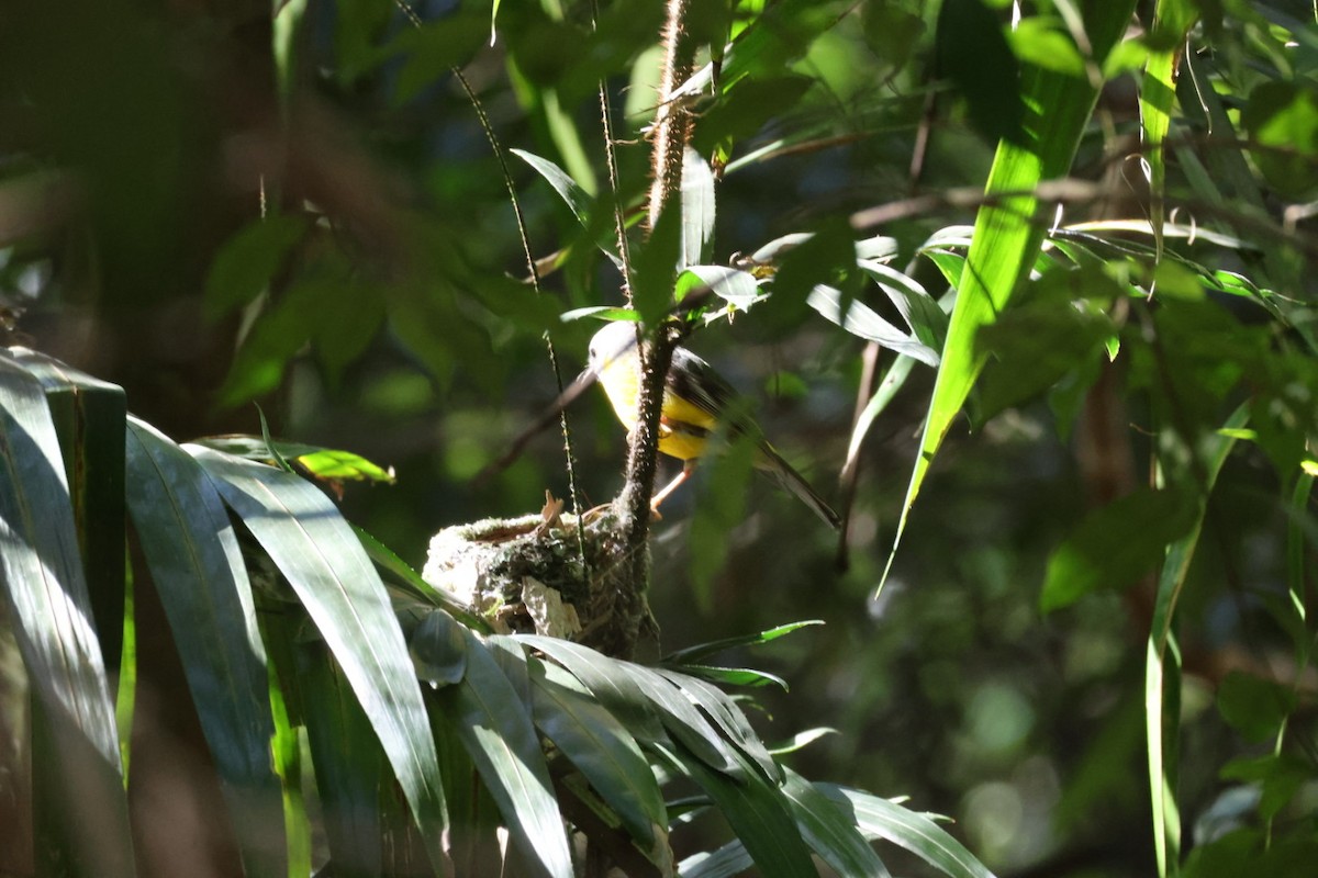 lejsčík žlutý - ML647662466