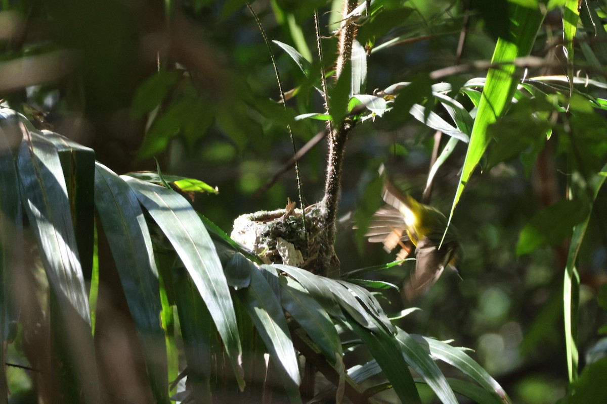 lejsčík žlutý - ML647662467