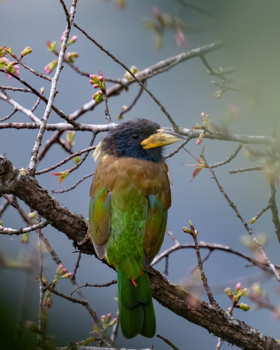 Great Barbet - ML647662468
