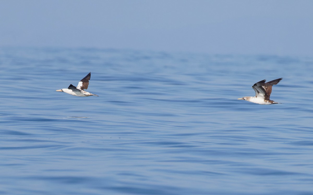 Nazca Booby - ML647662469