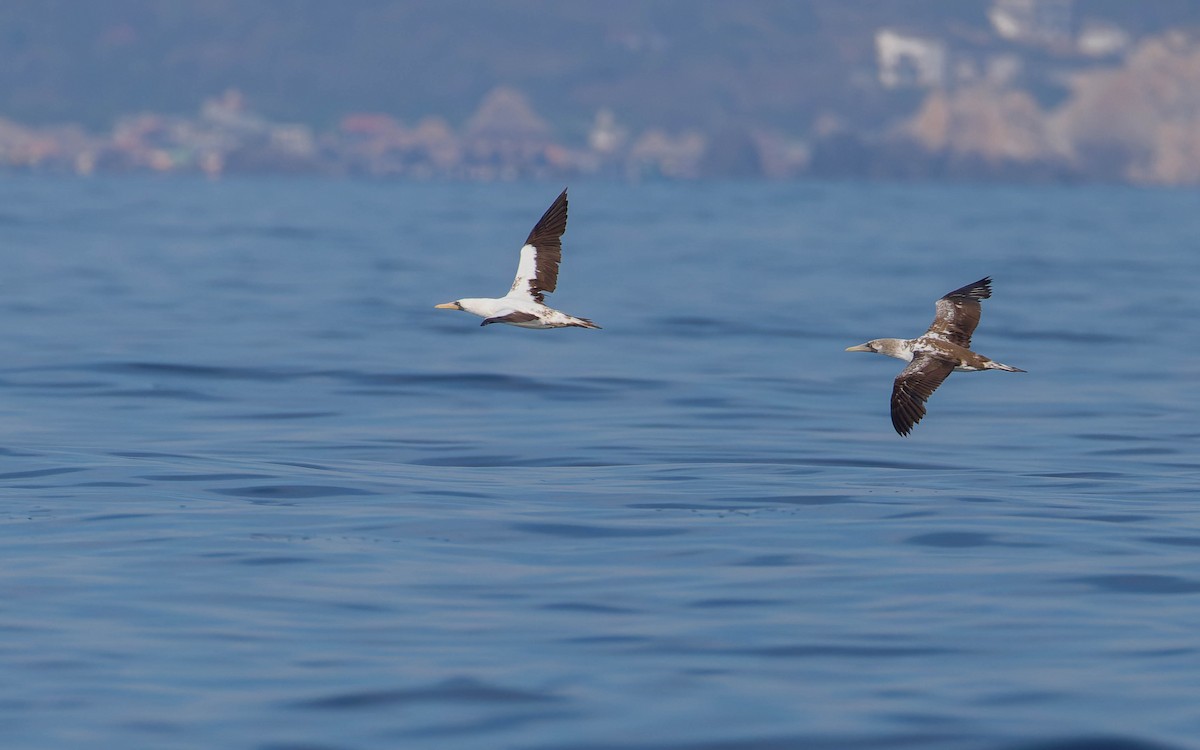 Nazca Booby - ML647662470