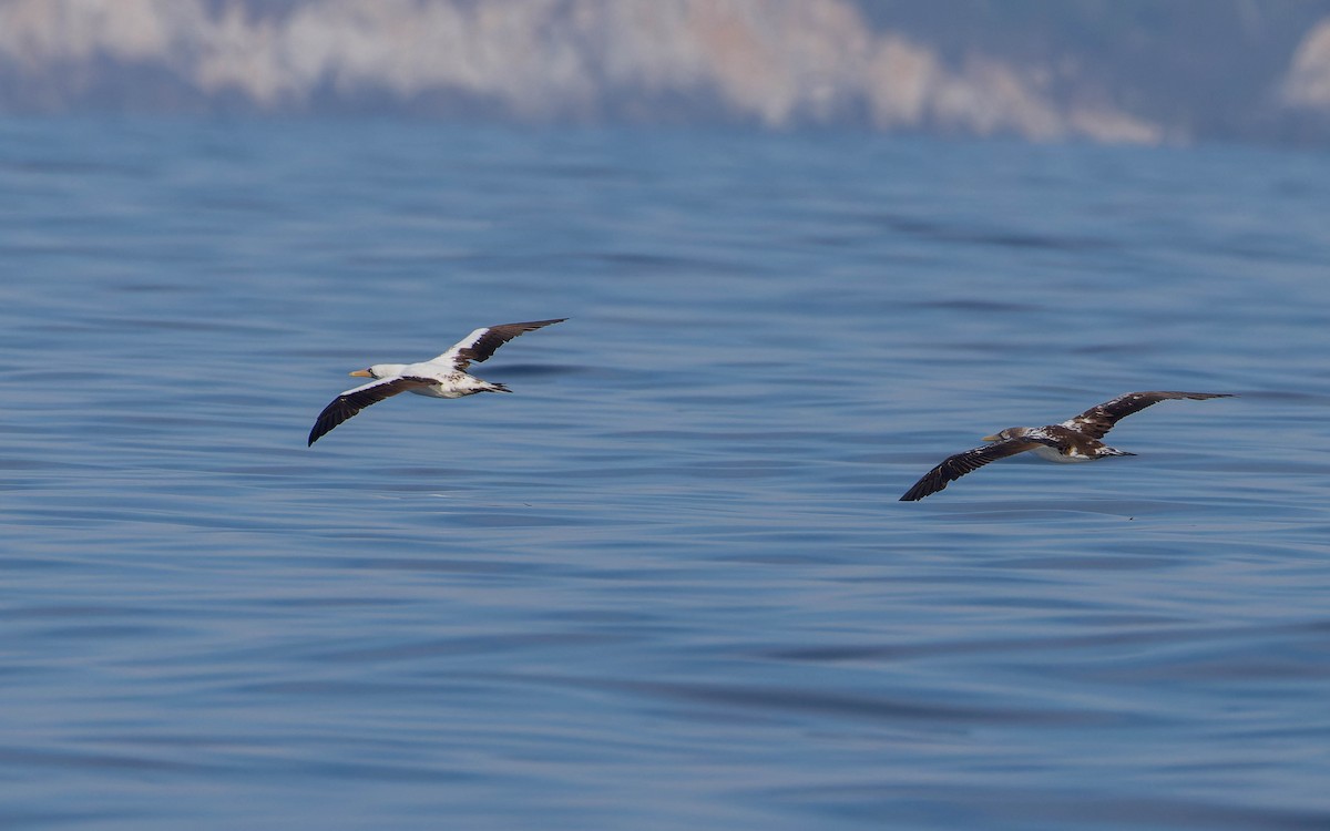 Nazca Booby - ML647662471