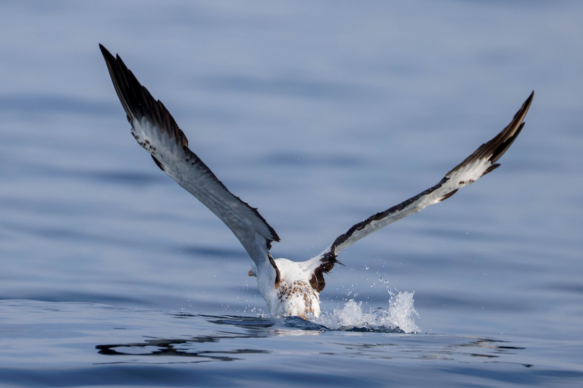 Nazca Booby - ML647662472