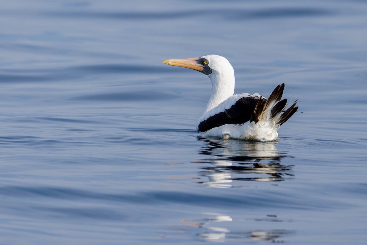 Nazca Booby - ML647662473