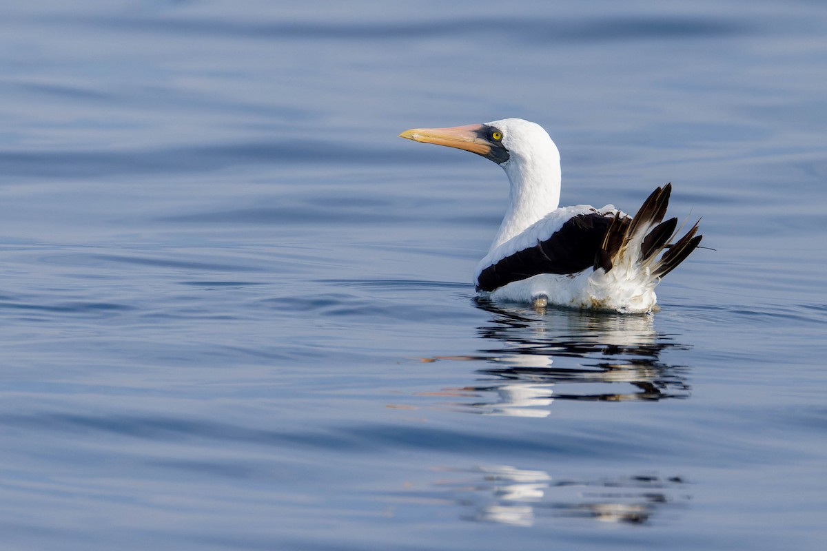 Nazca Booby - ML647662474