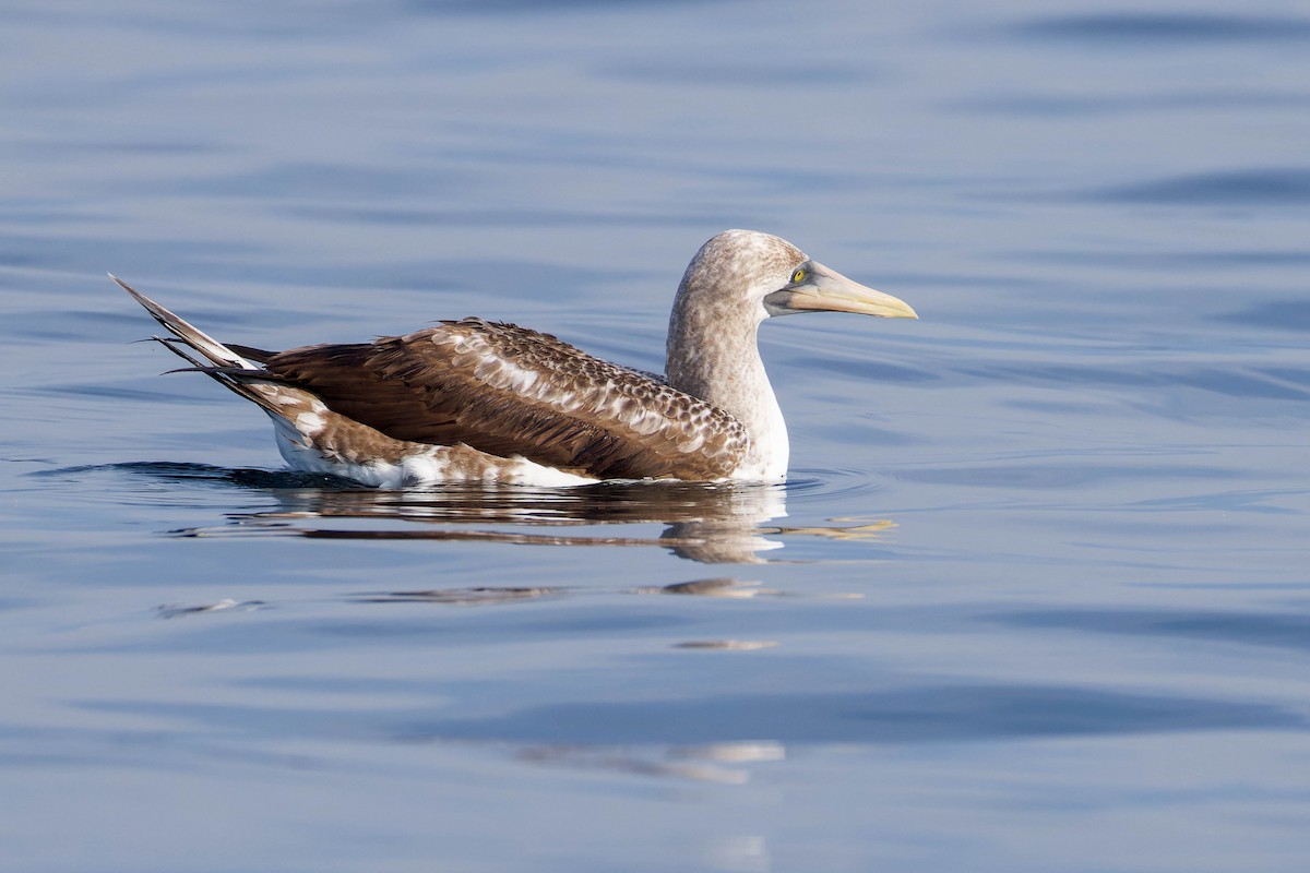 Nazca Booby - ML647662476