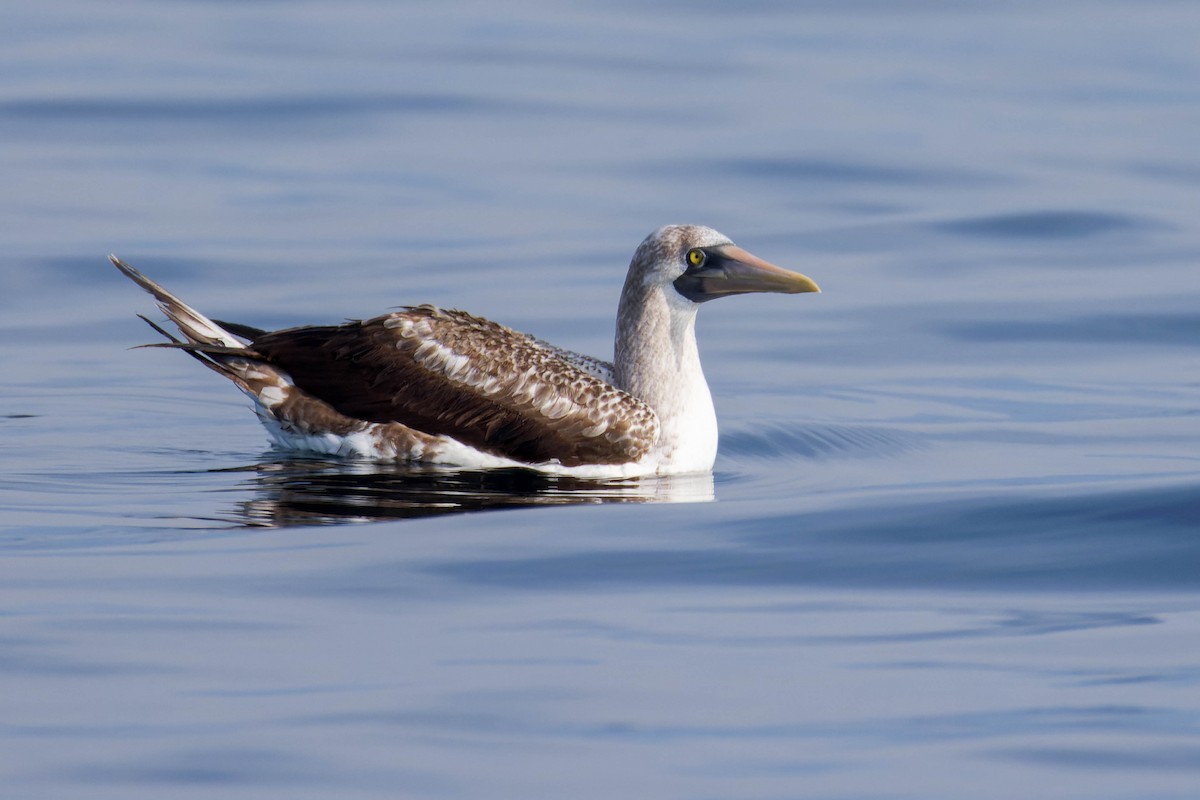 Nazca Booby - ML647662477