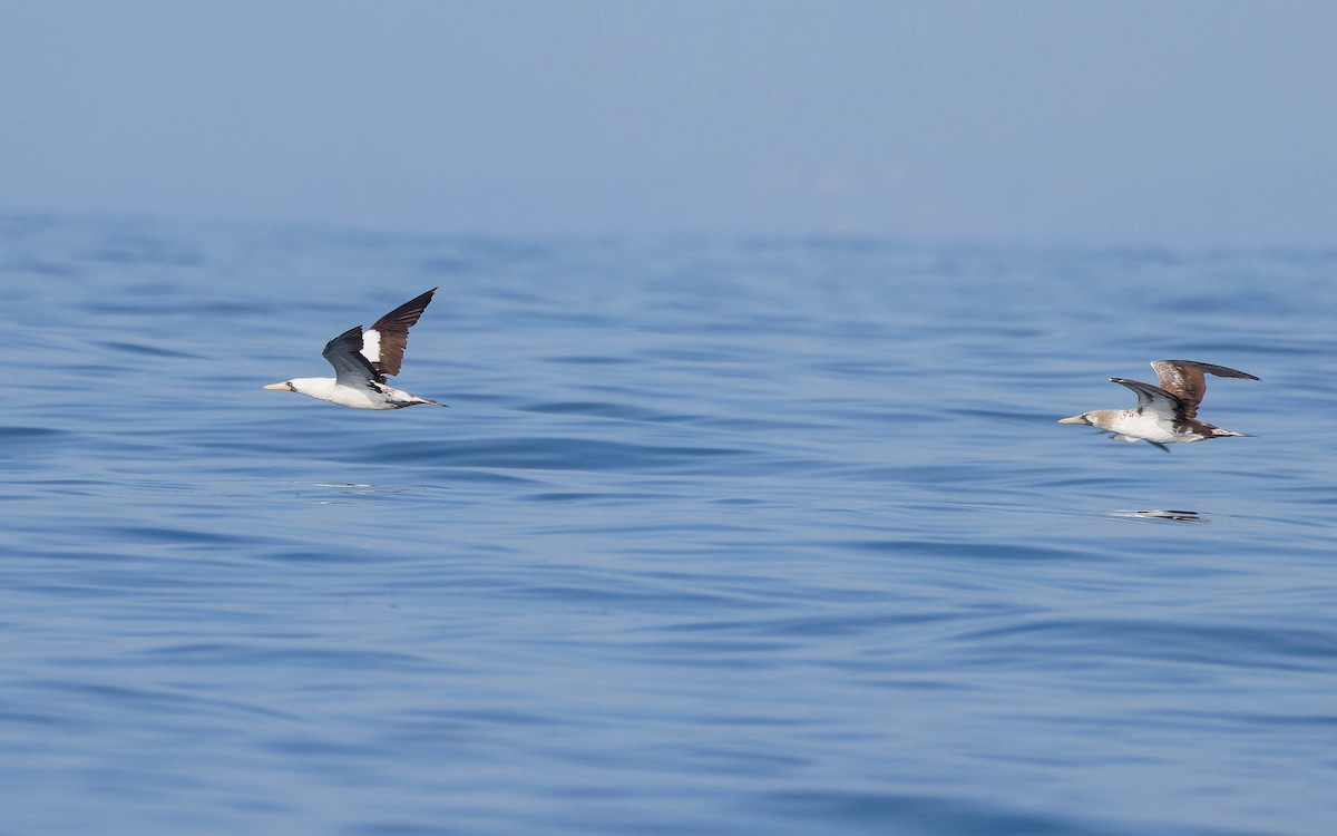 Nazca Booby - ML647662479