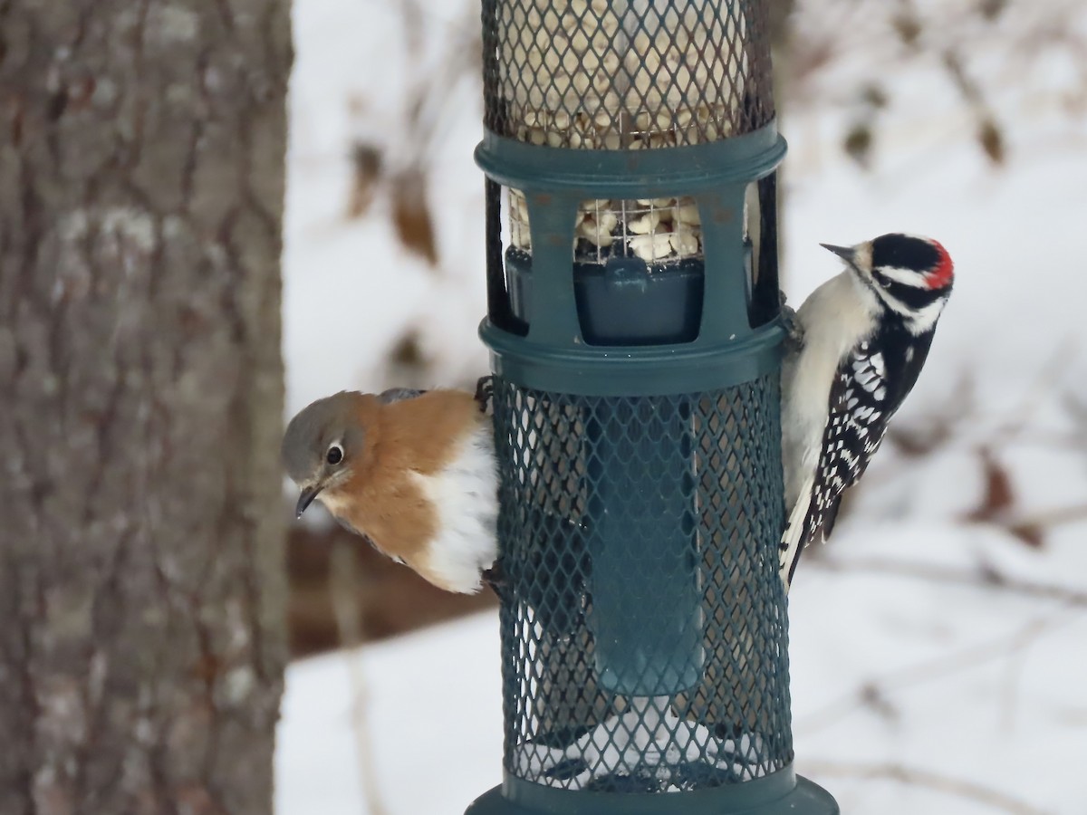 Downy Woodpecker - ML647662481