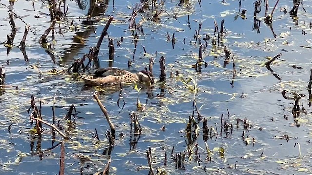 Чирянка жовтощока - ML647662488