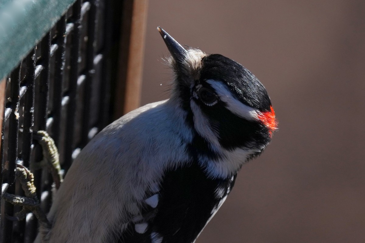 Downy Woodpecker - ML647662490