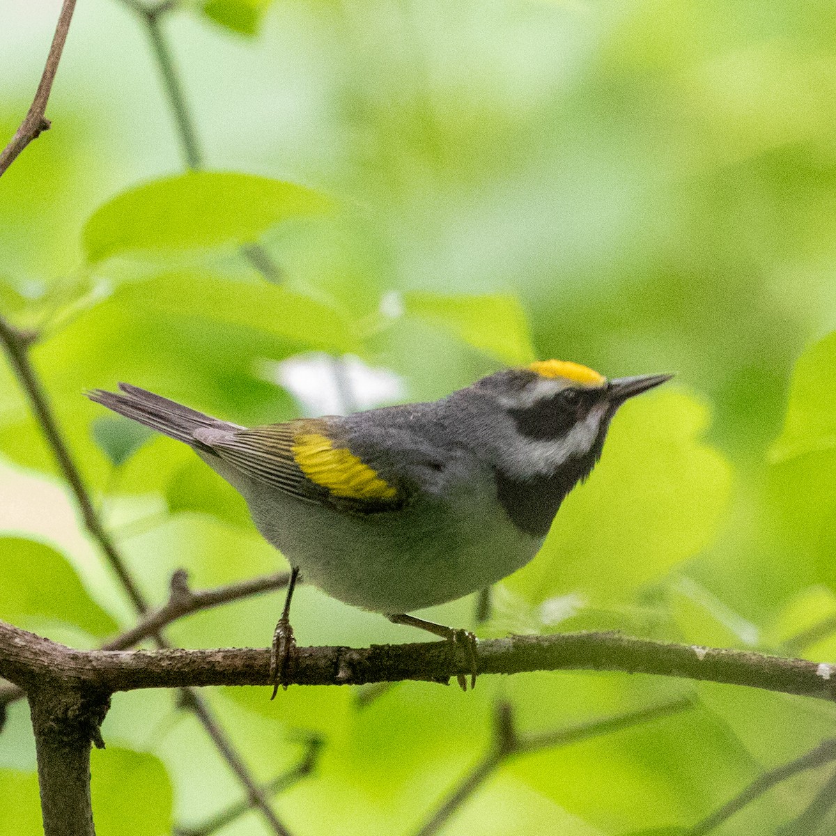 Golden-winged Warbler - ML647662491