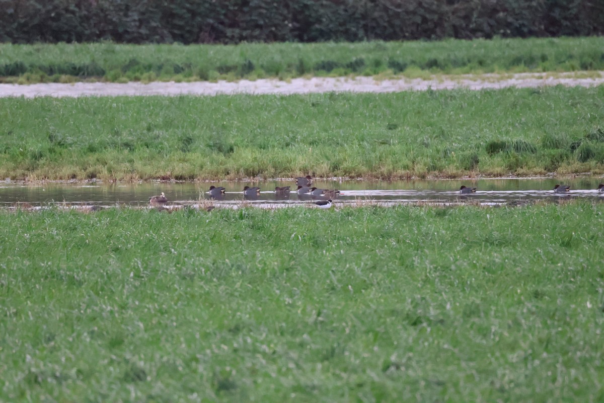 Canard d'Amérique - ML647662494