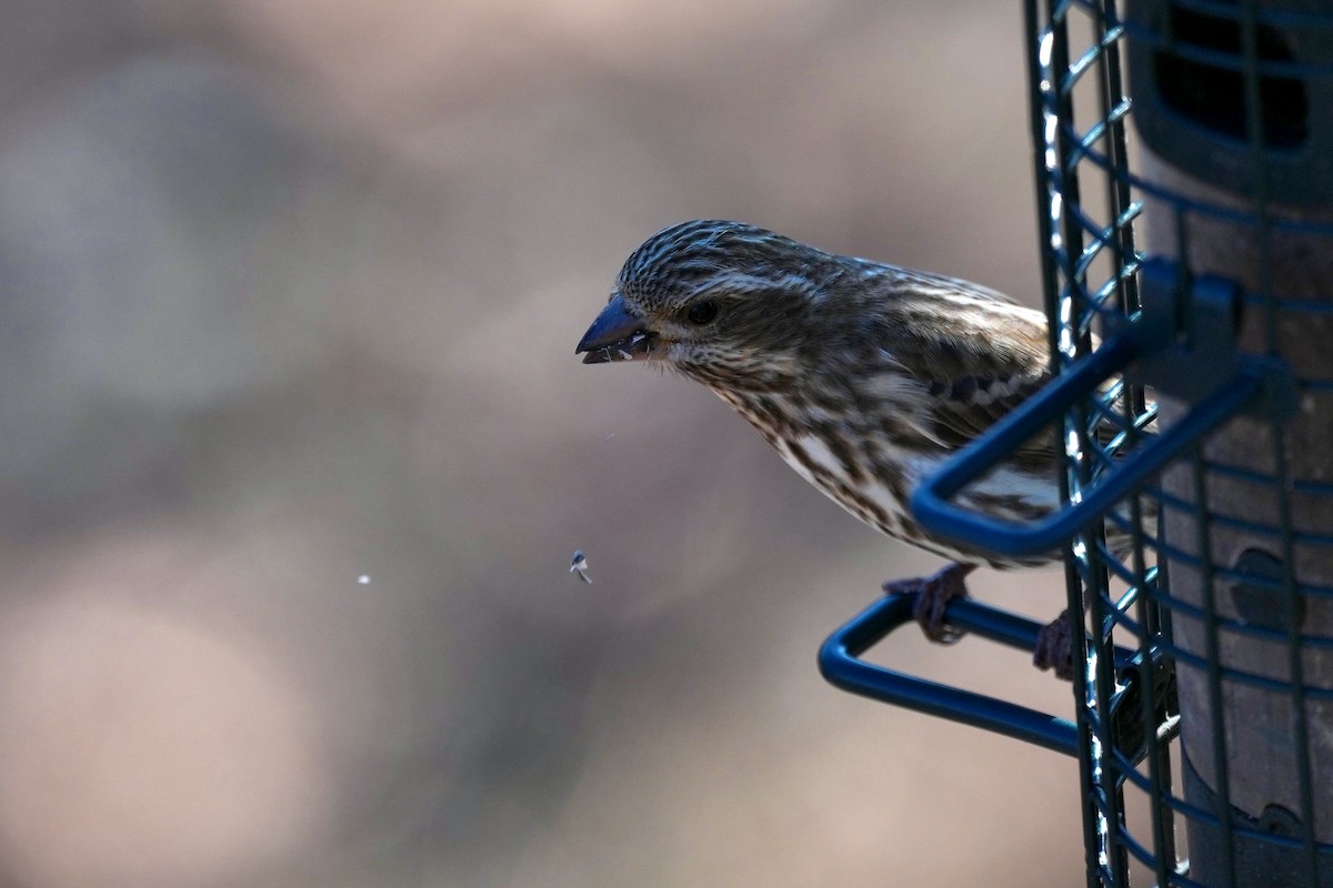 Purple Finch - ML647662495