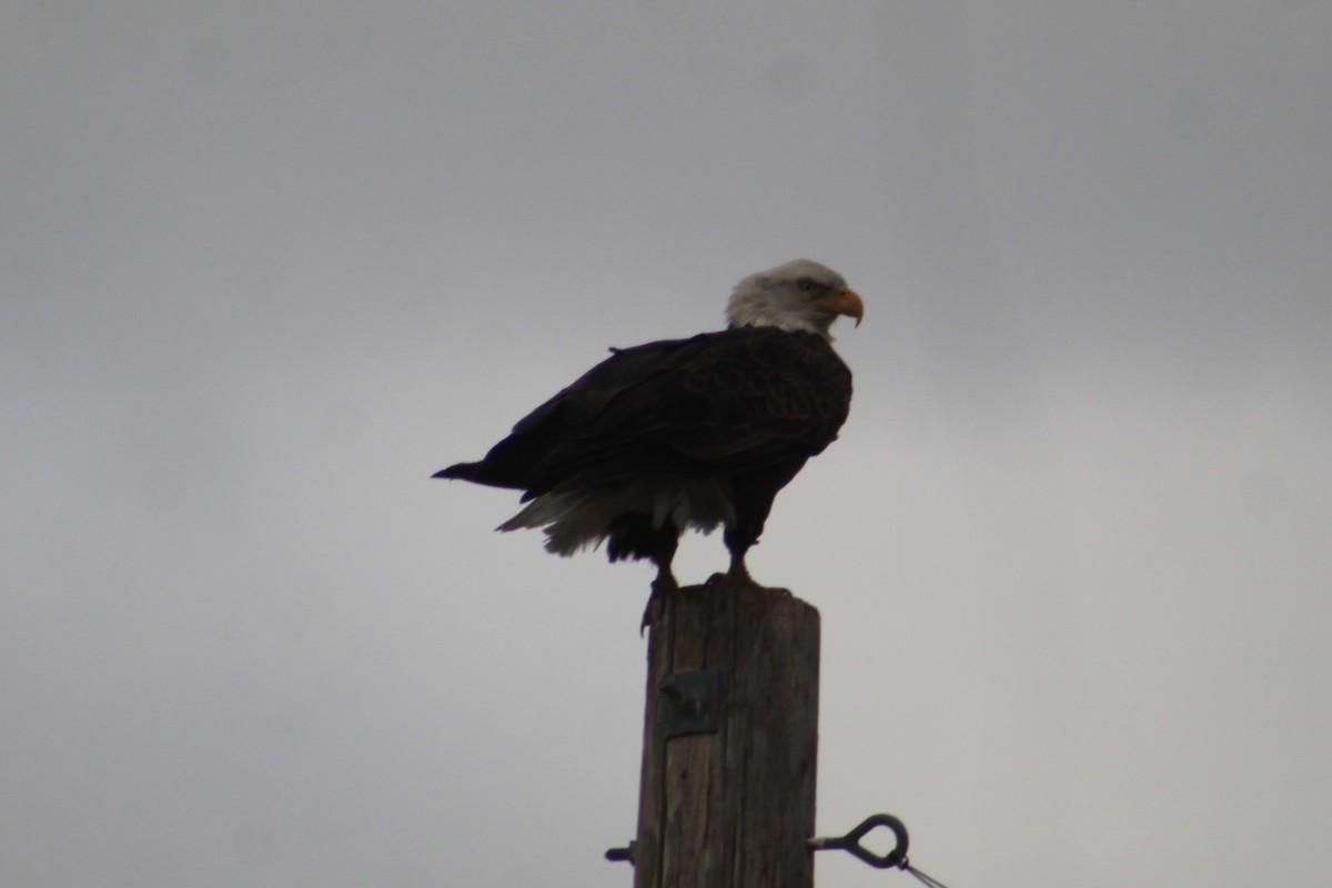 עיטם לבן-ראש - ML647662515