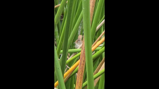 Овад болотяний - ML647662526