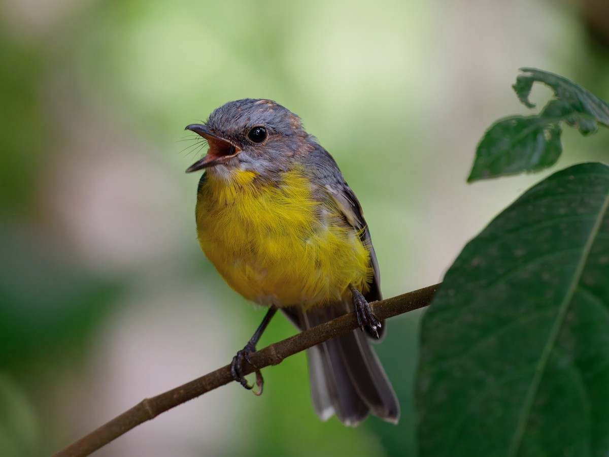 Eastern Yellow Robin - ML647662529