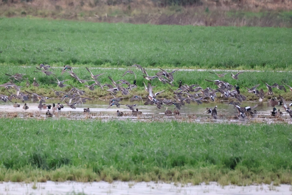 Canard d'Amérique - ML647662536