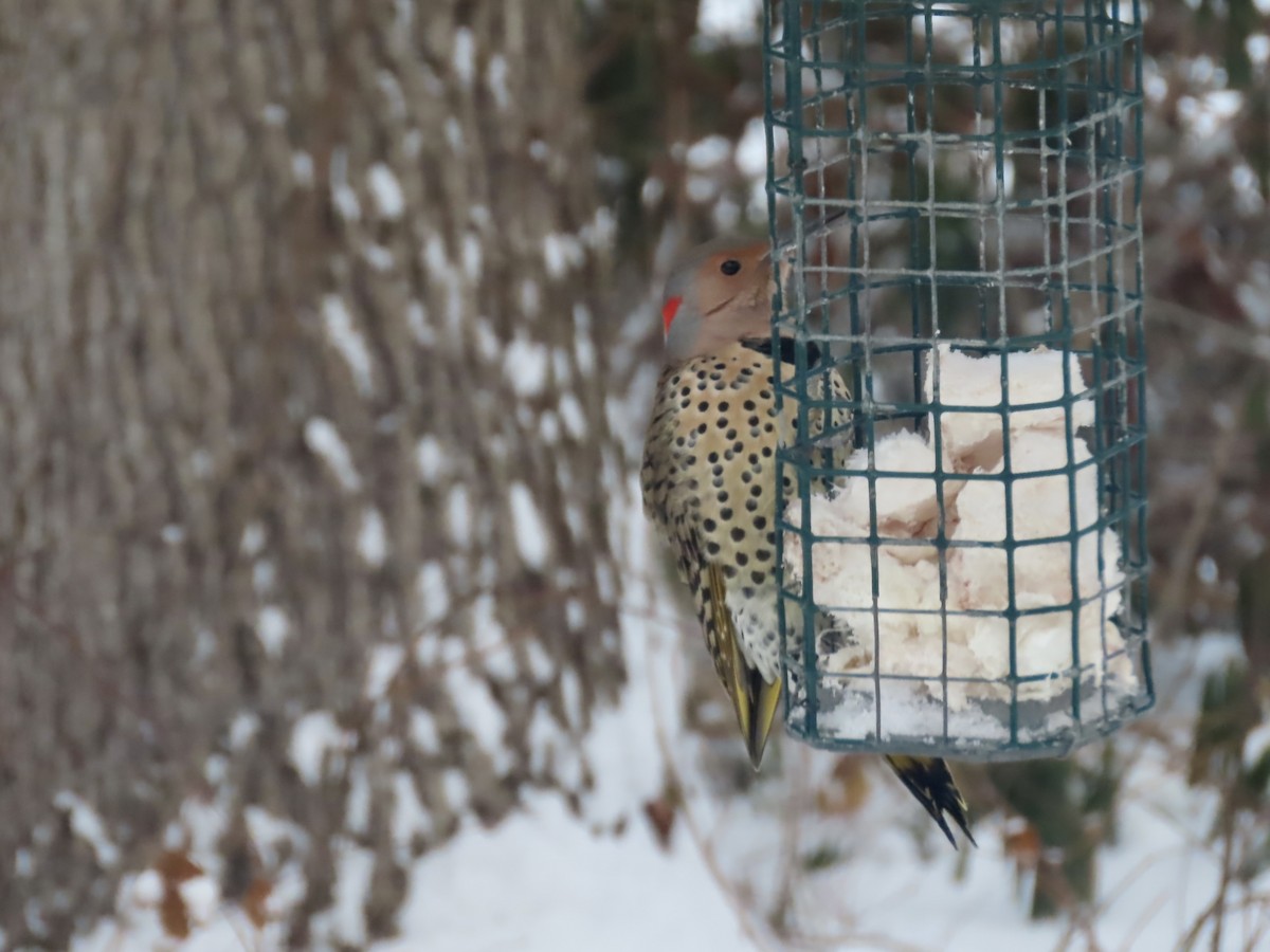 Altın Ağaçkakan (auratus/luteus) - ML647662537