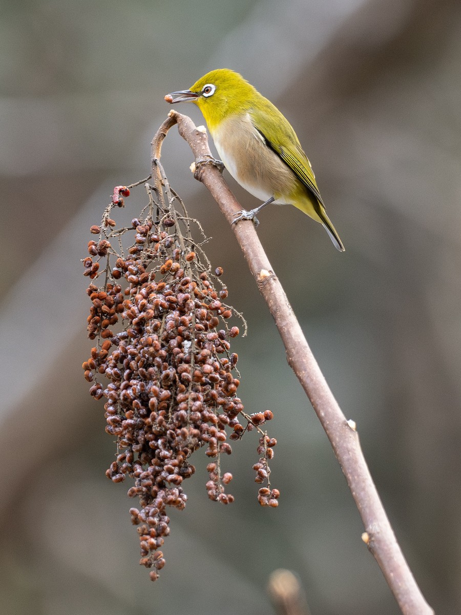 Warbling White-eye - ML647662539