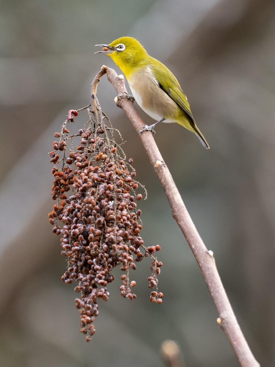 Warbling White-eye - ML647662541