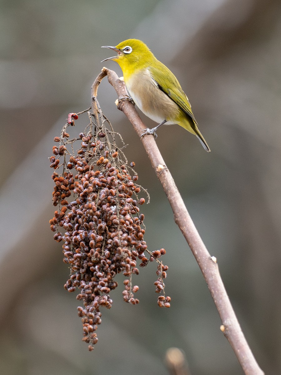 Warbling White-eye - ML647662543
