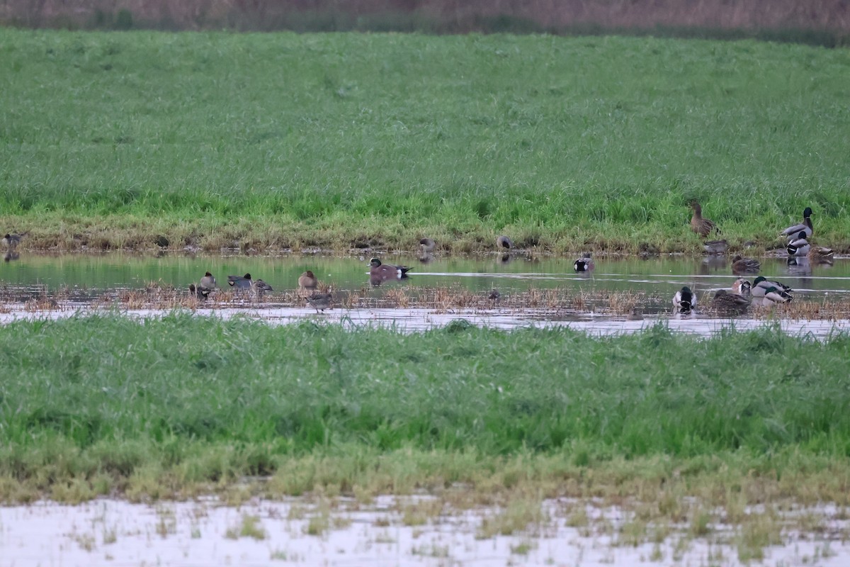 Canard d'Amérique - ML647662544