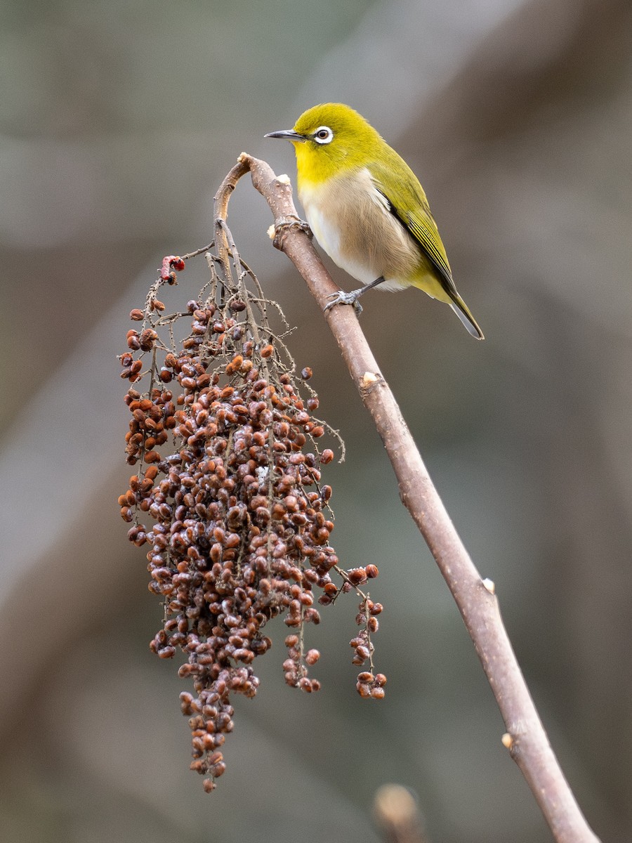 Warbling White-eye - ML647662545