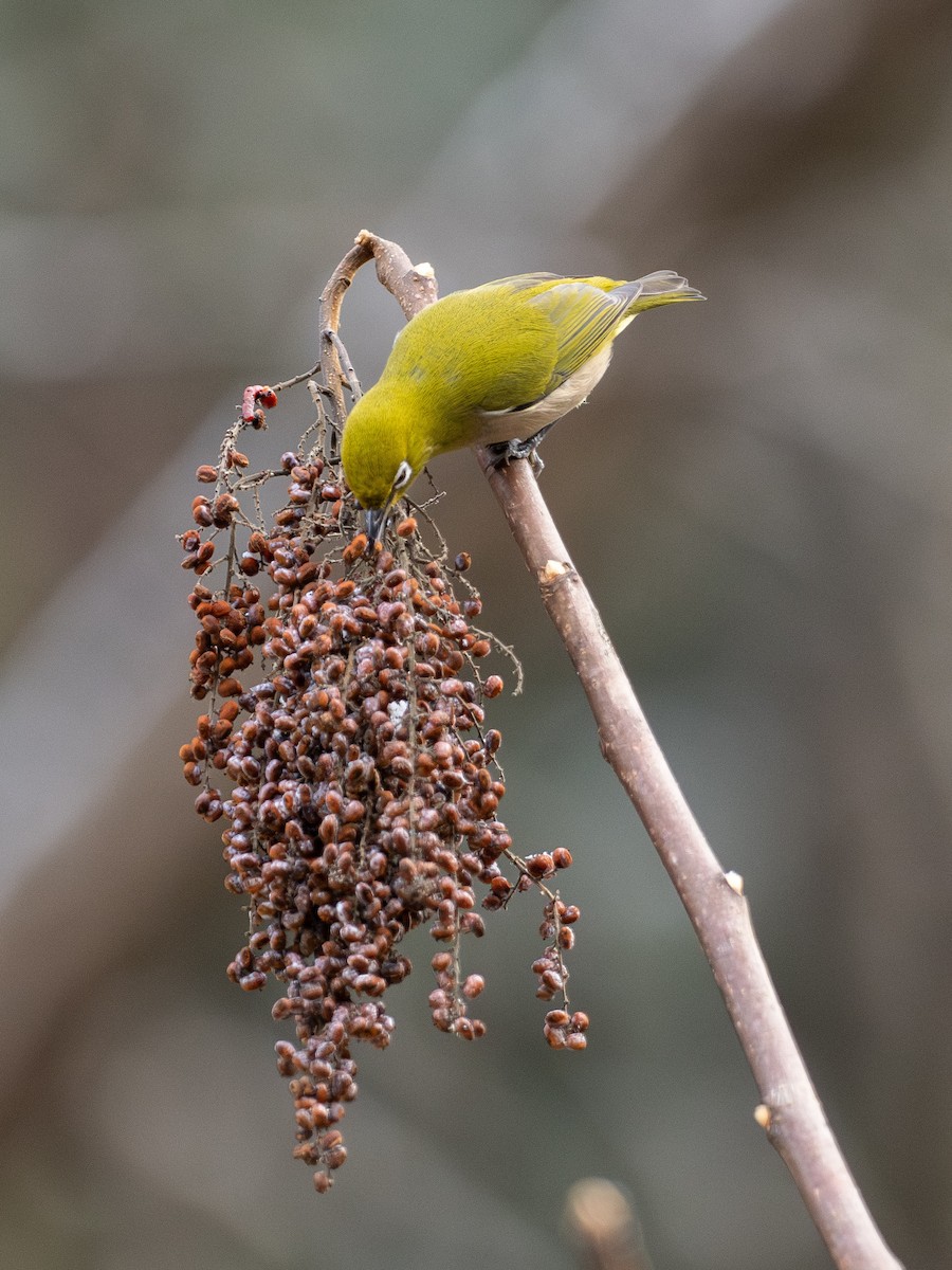 Warbling White-eye - ML647662548