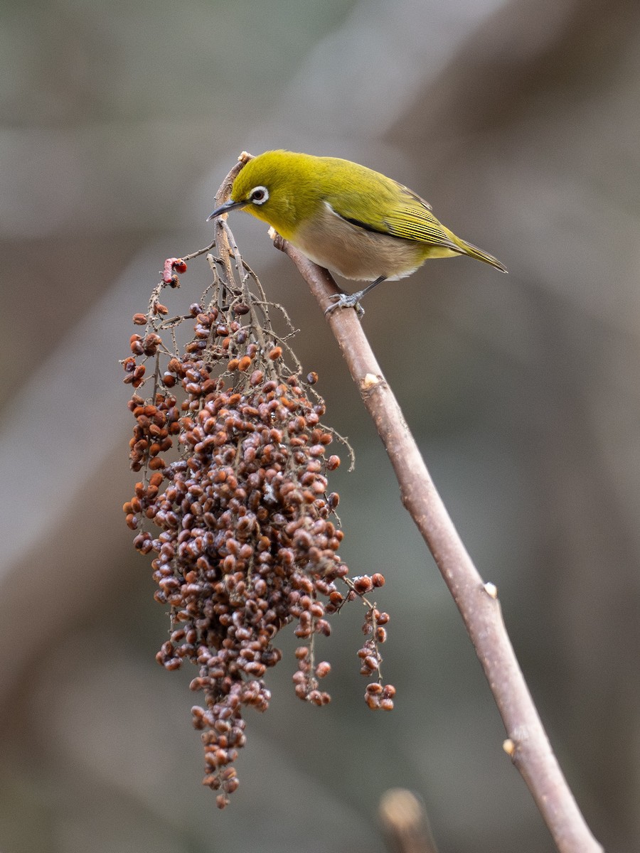 Warbling White-eye - ML647662553