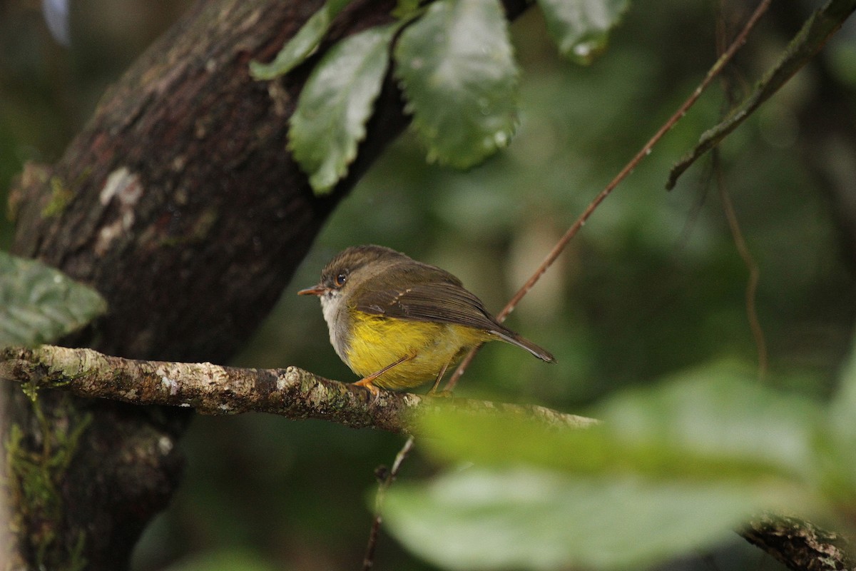 Yellow-bellied Flyrobin - ML647662554
