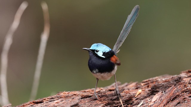 Малюр червоноплечий - ML647662559