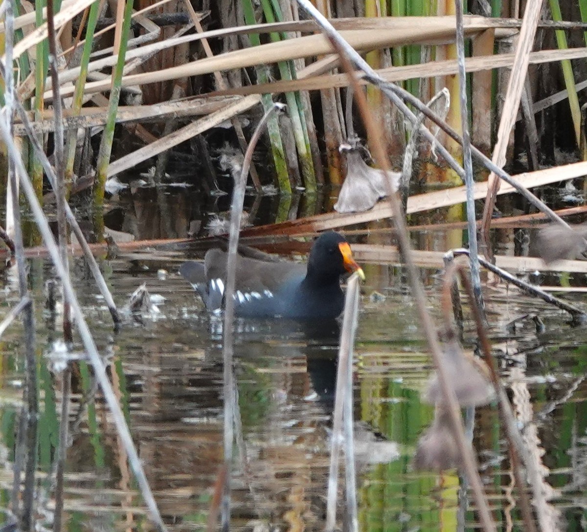 Курочка латиноамериканська - ML647662560