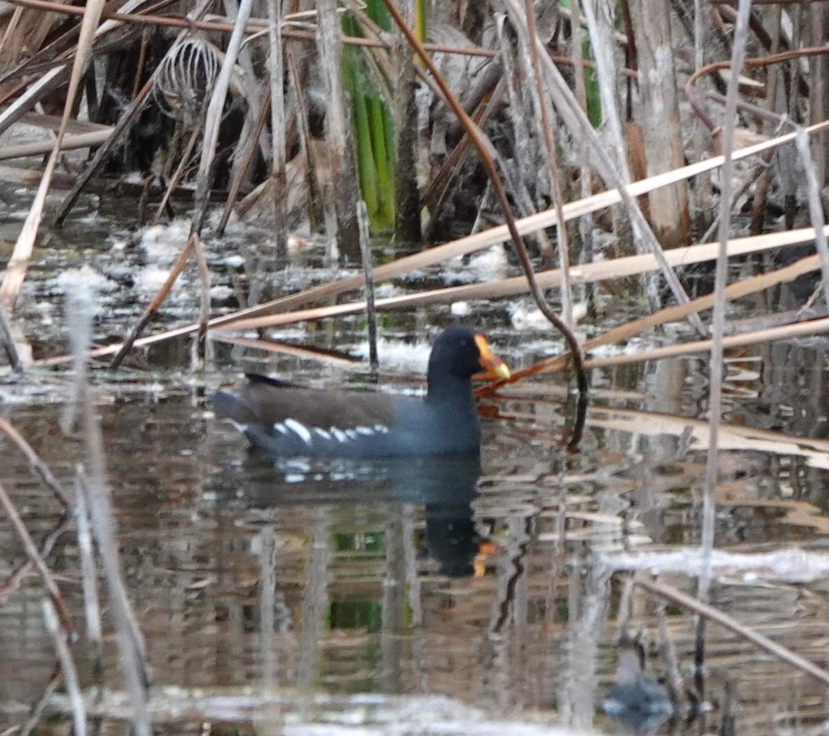 Курочка латиноамериканська - ML647662561