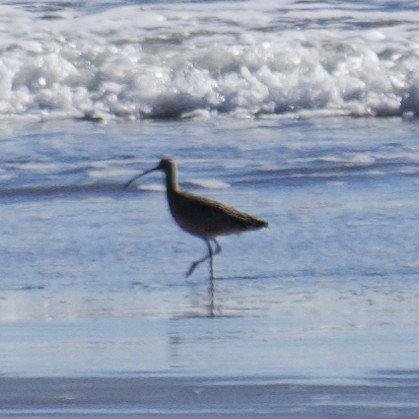 Кульон американський - ML647662565