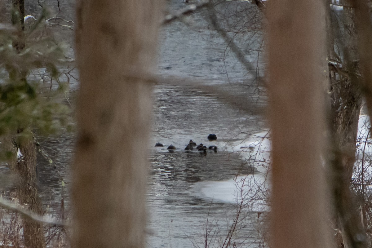 American Black Duck - ML647662568
