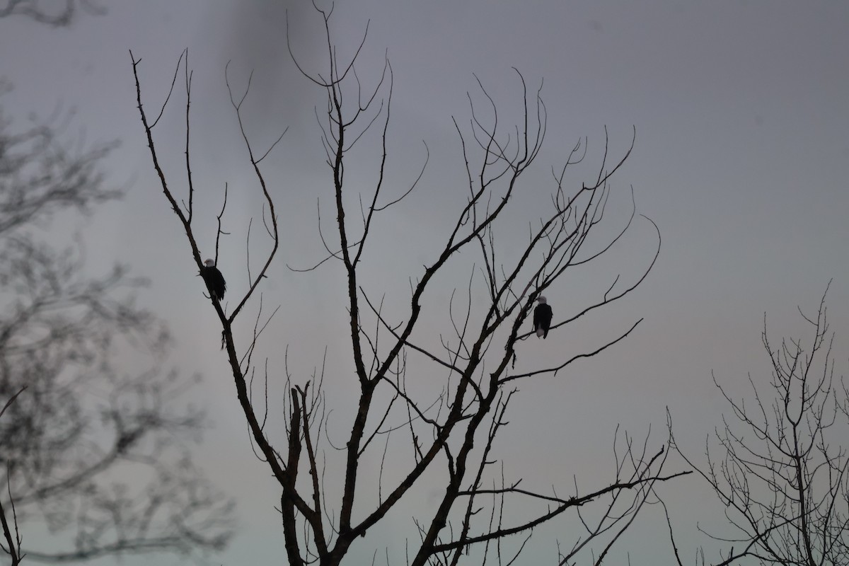 Bald Eagle - ML647662576