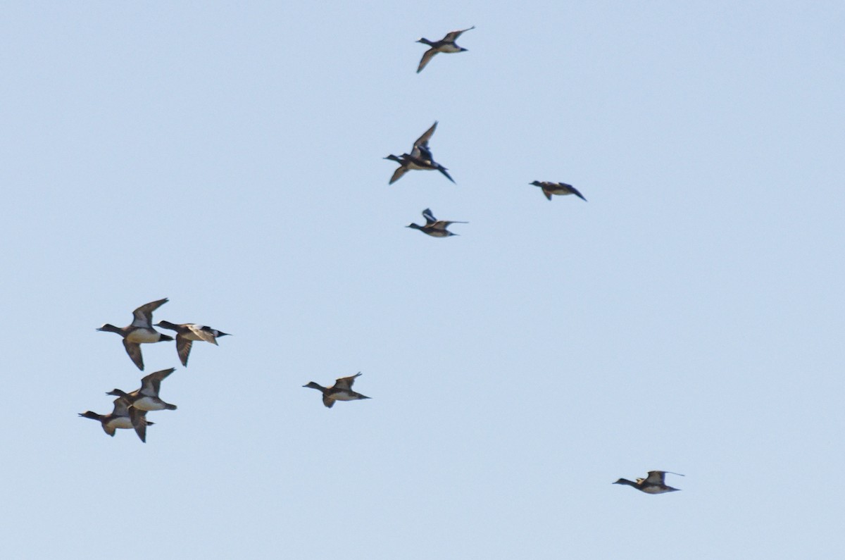 American Wigeon - ML647662577